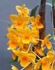 Dendrobium griffithianum