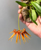 Bulbophyllum electrinum var. calvum x sib