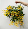 Dendrobium chrysotoxum v. suavissimum 'Golden Viper' 