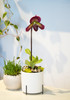 MODA SLIPPER | Seasons Best Ladyslipper Orchid