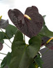 Anthurium Black Hearts | Seasons Best Anthurium