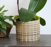 PANA | Single Planter