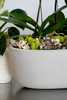 CEMENT OVAL | Limited 5 Orchid Planter