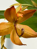 Detail of Male flowers 