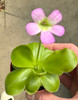 Pinguicula gigantea X (Butterwort)