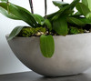 CEMENT OVAL | Quad Orchid Planter