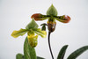 Paphiopedilum venustum (select breeding)