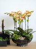 BASALT | Compact Quad Orchid