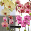 Cupra | Single Orchid Planter