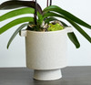 Cupra | Single Orchid Planter