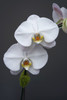 White Phalaenopsis Detail