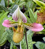 Paphiopedilum acmodontum x sib 