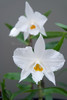 Dendrobium infundibulum 'Hatamoto' x 'Orchid Dynasty' 