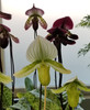 Paphiopedilum Growers Choice Maudiae Hybrid in Bud