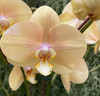 SEASON OF ORCHIDS | Gift Subscription