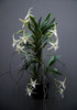 Angraecum sesquipedale v. augustifolia  