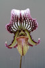 Paphiopedilum fairrieanum