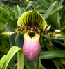 Paphiopedilum victoria-reginae (syn. Paphiopedilum chamberlainianum v. chamberlainianum)