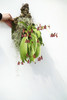 Phalaenopsis cornu-cervi f. chattaladae 'Dynasty Bloodline'