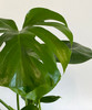 MONSTERA DELICIOSA | Tropical Planter