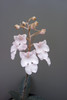 Habenaria carnea (parent)