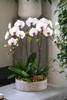 CEMENT | Limited 5 Orchid Planter