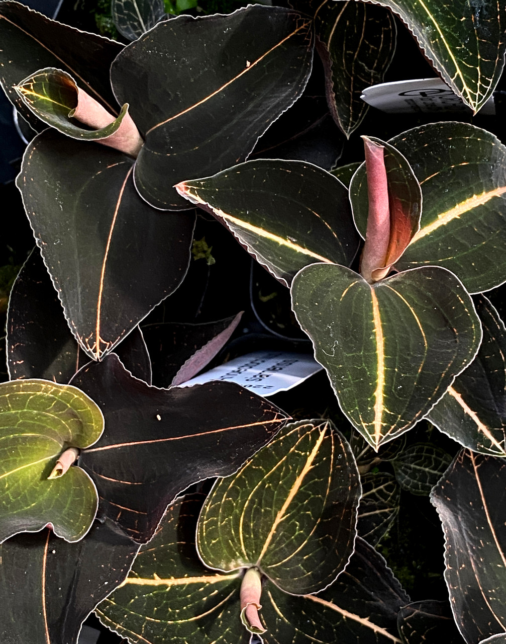 Anoectochilus siamensis (Jewel Orchid)