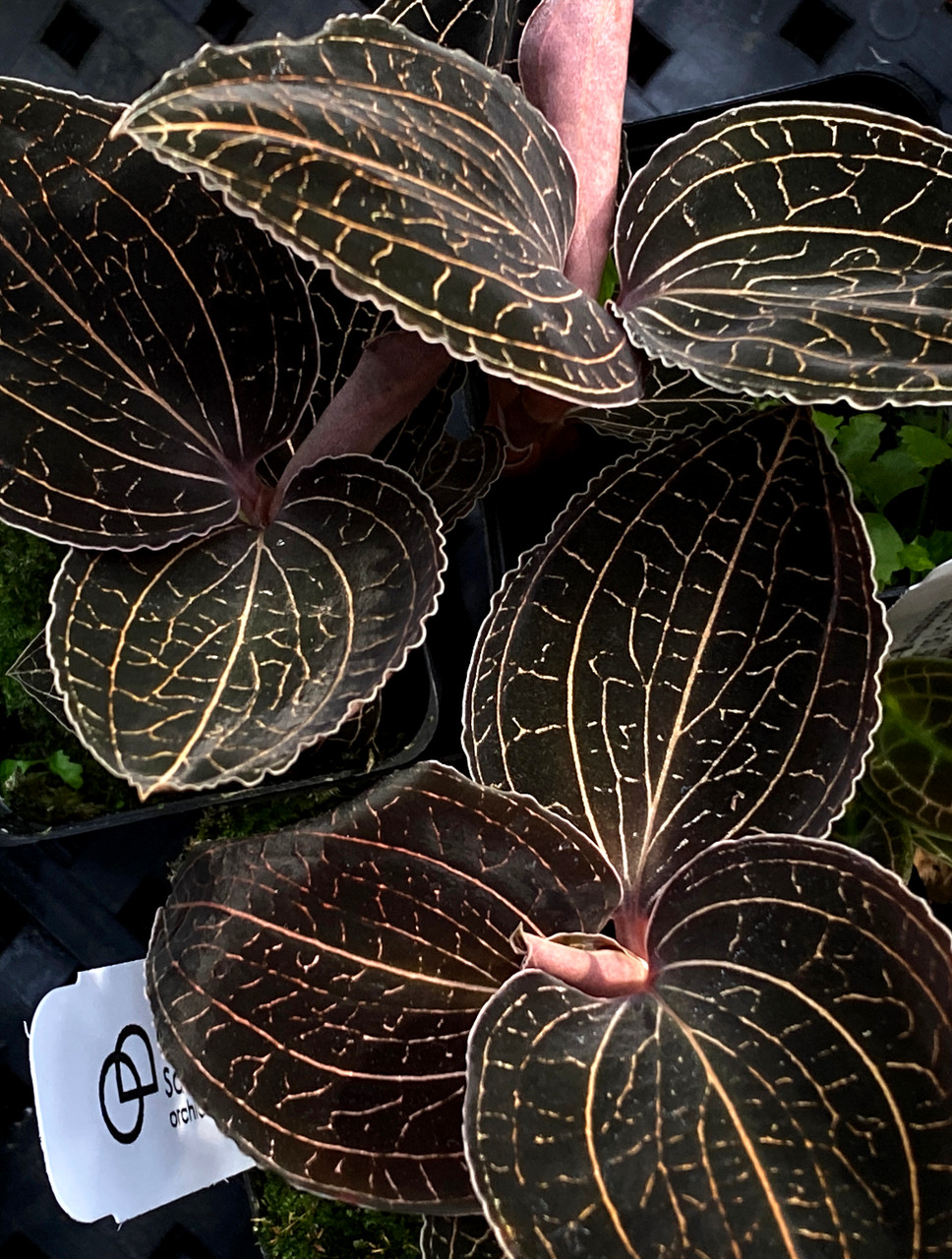 anoectochilus albo-lineatus (jewel orchid)