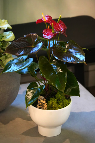 Anthurium | Seasons Best Compact Anthurium