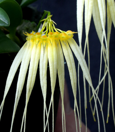 Bulbophyllum tingabarianum v. aureum