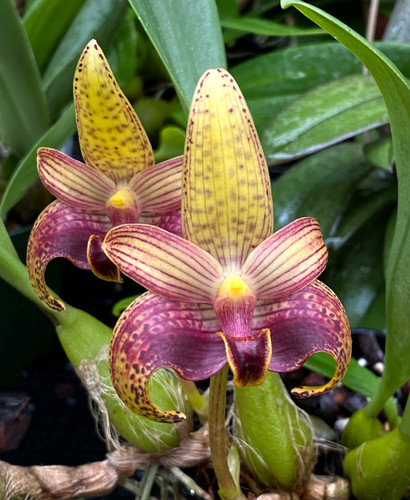 Bulbophyllum Elizabeth Ann 'Buckleberry' FCC/AOS (rothschildianum x ...