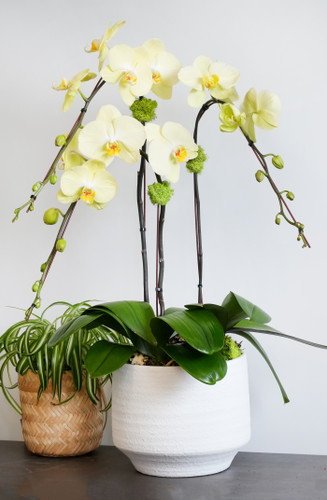 BELLINA | Triple Planter