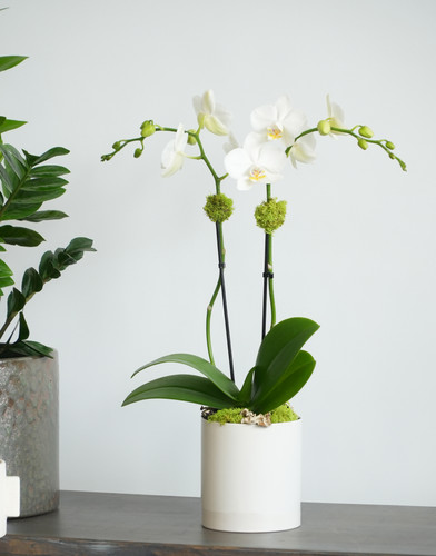 CLASSIC DESIGN | Compact Orchid