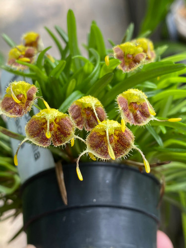 Masdevallia erinacea