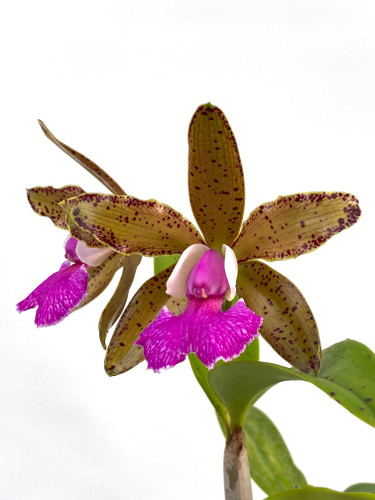 Cattleya Memoria Bleui (C. aclandiae x C. granulosa)