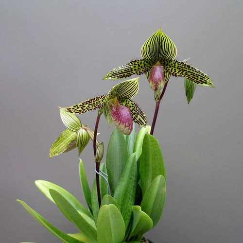 Paphiopedilum Iantha Stage (sukhakulii x rothschildianum 'New Horizon' FCC/AOS)