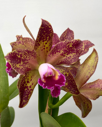 Rlc. Waianae Leopard 'Ching Hua' (Rlc. Peach Cobbler × C. Penny Kuroda)