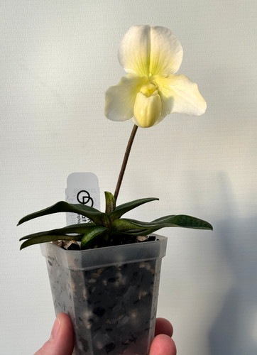 Paphiopedilum thaianum x Stone Lovely