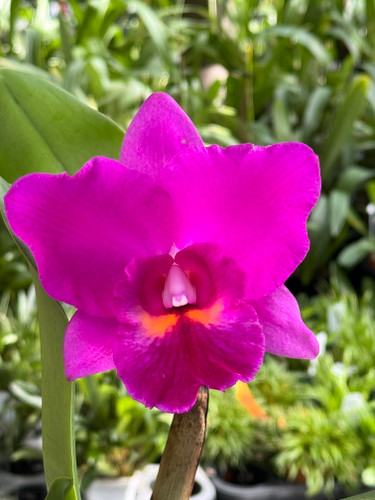 Rlc. Hsinying Aloha 'C.H. Super' (Aloha Case x Li Jiuan Dancer)