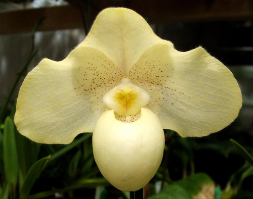 Paphiopedilum Wossner China Moon (armeniacum x hangianum)