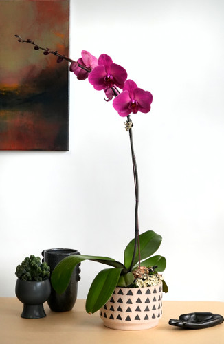 INCA | Single Orchid Planter