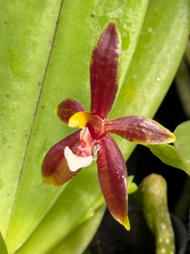 Phalaenopsis cornu-cervi v. vini 'Wan-Kou'