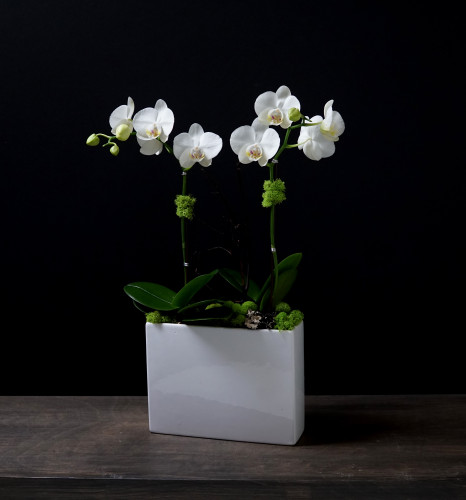 OBO | Compact Double Orchid