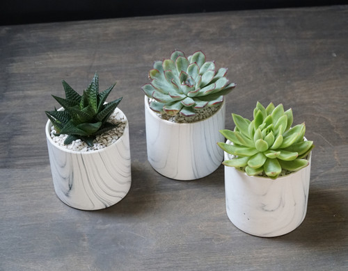 TRIO (Seasons Best Succulent Planter)