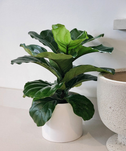 Ficus lyrata (Fiddle Leaf Fig) | Tropical Planter