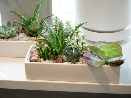 URBAN | SUCCULENT PLANTER 