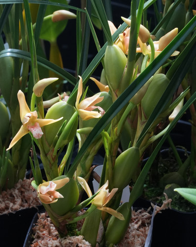 Maxillaria tenuifolia 'Yamada' (yellow type)