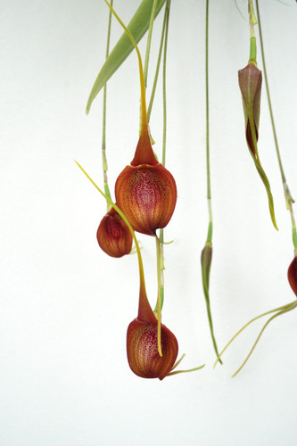 Masdevallia ayabacana