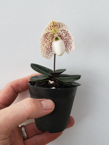 Paphiopedilum leucochilum x thaianum