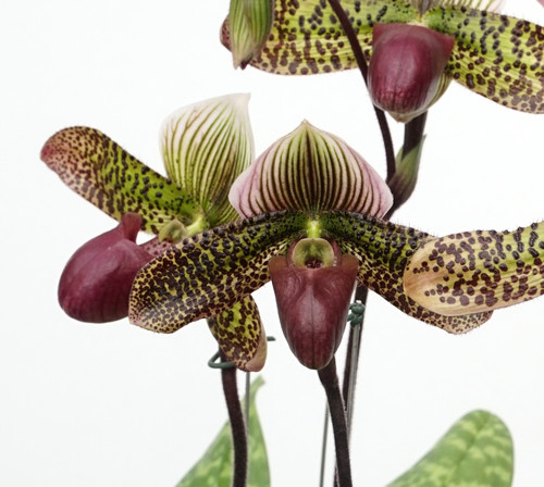 SEASON OF ORCHIDS | Gift Subscription